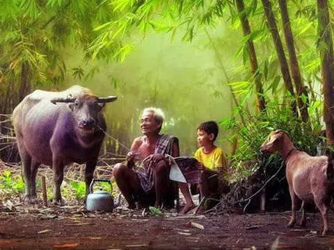 Hoài niệm khóm tre nhà