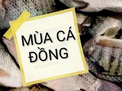 Mùa cá đồng