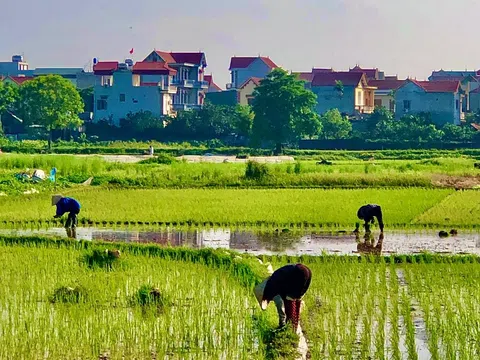 Ma mặt thớt (Ma ở làng Láng)