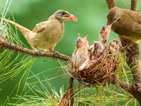 Lý giải tình yêu