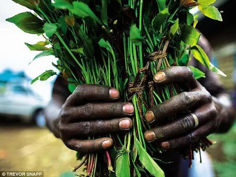 Lá Khat độc hại gây ảo giác