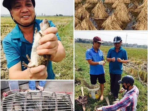 Hành trình bắt chuột làng tôi