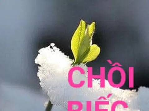 Chồi biếc