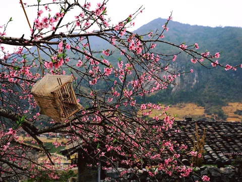 Hoa đào cao nguyên