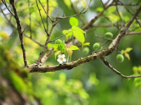 Bài ca mưa xuân