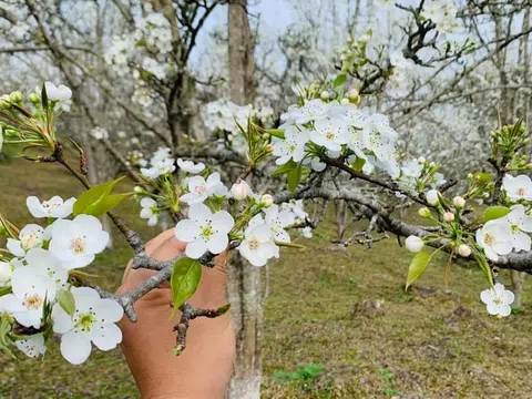 Tuyên Quang:  Lễ hội hoa lê trắng xã Hồng Thái (Na Hang) bắt đầu từ ngày 5/3