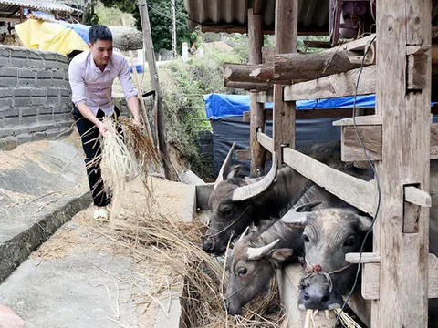 Hà Giang chống rét cho gia súc