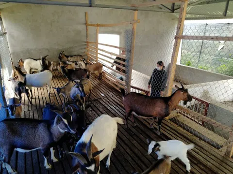 Tuyên Quang: Hổ trợ chăn nuôi dê sinh sản ở Lâm Bình