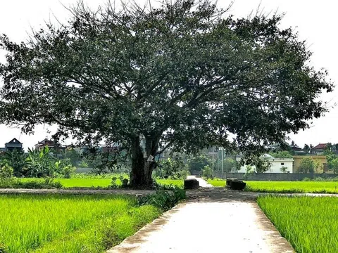 Nỗi lòng người mẹ