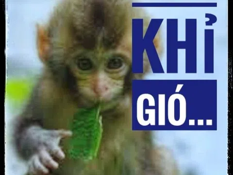 Tình khỉ gió