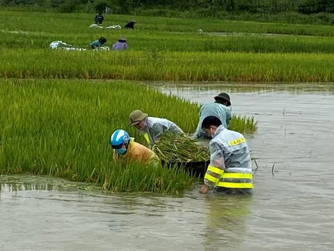 Vĩnh Phúc: Công an huyện Lập Thạch dầm mình giúp dân thu hoạch lúa, khắc phục hậu quả mưa lũ