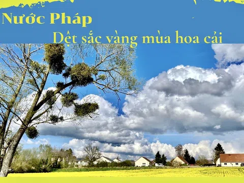 Nước Pháp: Dệt sắc vàng mùa hoa cải