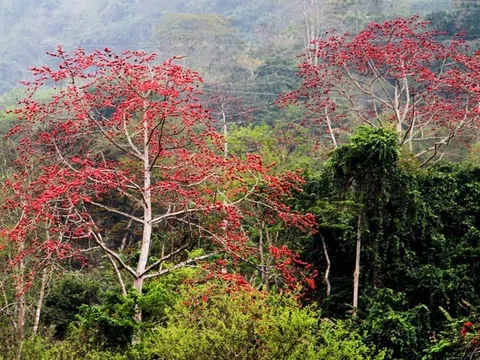 Những bông hoa gạo đỏ thẫm