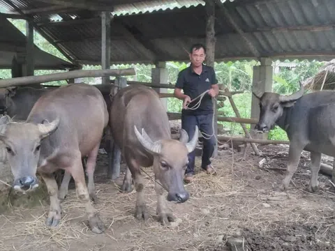 Tuyên Quang: Chăn nuôi đại gia súc giúp nhiều hộ nông dân Lâm Bình thoát nghèo bền vững