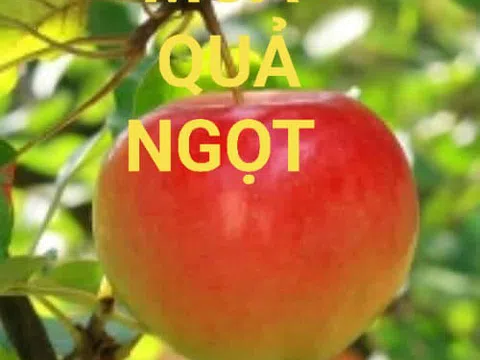 Thêm mùa trái ngọt