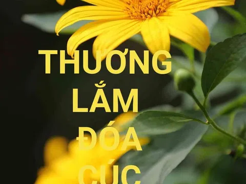 Thương lắm đóa cúc quỳ