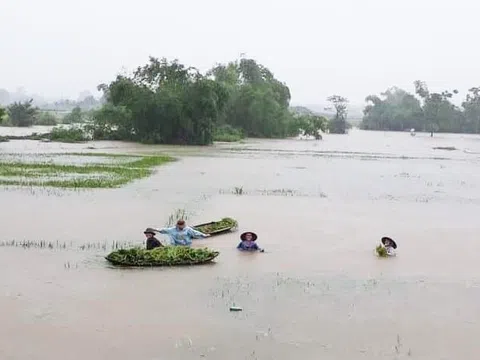 Cỏ mật thơm