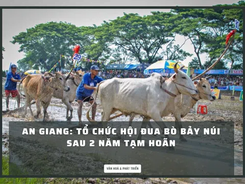 An Giang: Hội đua bò Bảy Núi sau 2 năm tạm hoãn