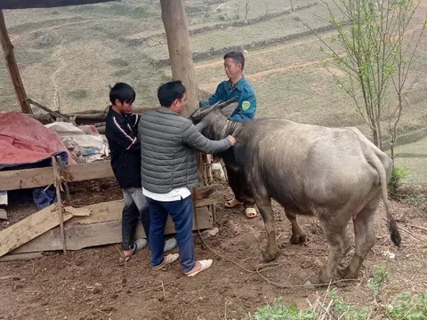 Hà Giang: Phòng, chống dịch bệnh trên đàn vật nuôi khi giao mùa