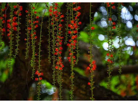 Sắc màu mùa hạ