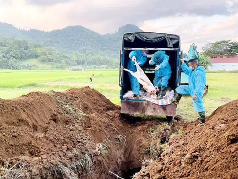 Hà Giang khống chế bệnh dịch tả lợn châu Phi