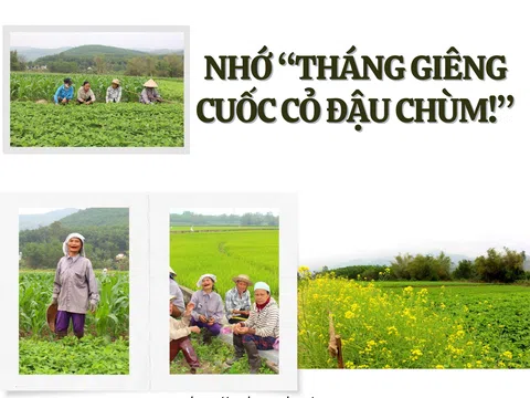 Đà Nẵng: Nhớ “tháng Giêng cuốc cỏ đậu chùm!”