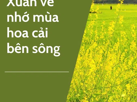 Xuân về nhớ mùa hoa cải  bên sông