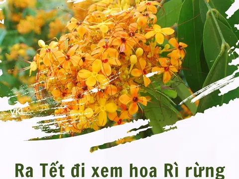 Đà Nẵng: Ra Tết đi xem hoa Rì rừng và nghe chuyện tình “sơn nữ Cơ Tu”