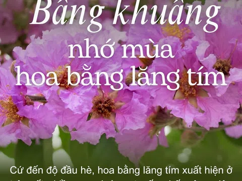 Bâng khuâng nhớ mùa hoa bằng lăng tím