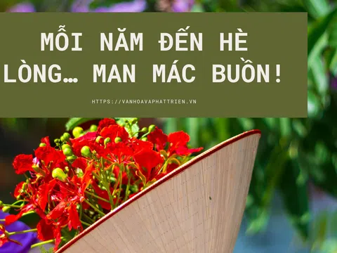 Hè về… phượng nở hoa đỏ rực