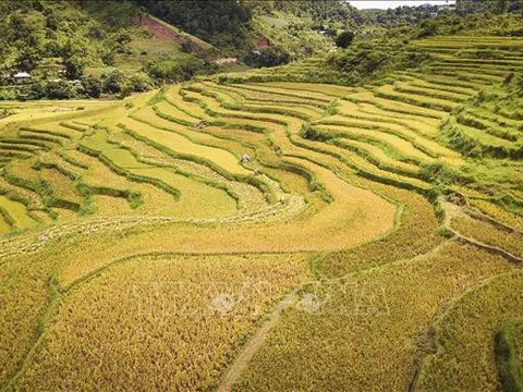 Hòa Bình: Phát huy lợi thế ruộng bậc thang, tạo sức hút du khách