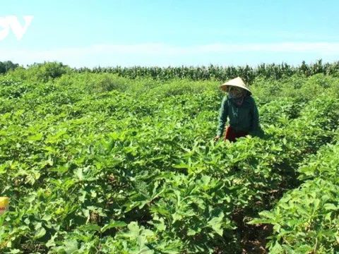 Nông dân Quảng Nam chuyển đổi cây trồng ứng phó với biến đổi khí hậu