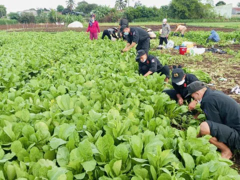 Đắk Lắk: Chuyến xe rau nghĩa tình gửi vào tâm dịch