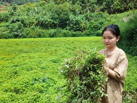 Thạch đen - cây “giảm nghèo” ở Thạch An, Cao Bằng