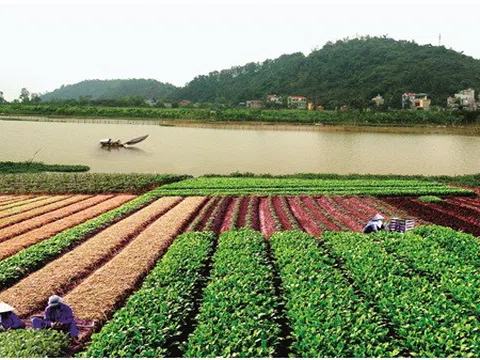 Châu Giang huyền thoại và … đôi điều trăn trở