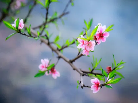 Suy ngẫm ngày xuân