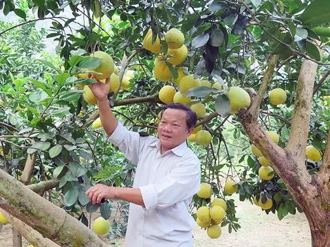 Lạng Sơn: Xây dựng vùng sản xuất hàng hóa phục vụ xuất khẩu